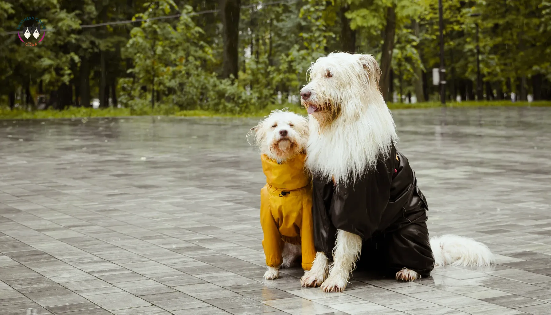 Cuidados de los perros en tiempo de lluvia
