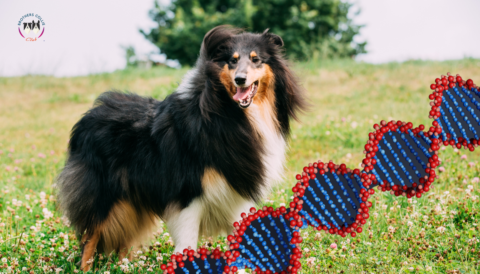 Introducción al Cuidado de los Rough Collie: Entendiendo el Gen MDR1