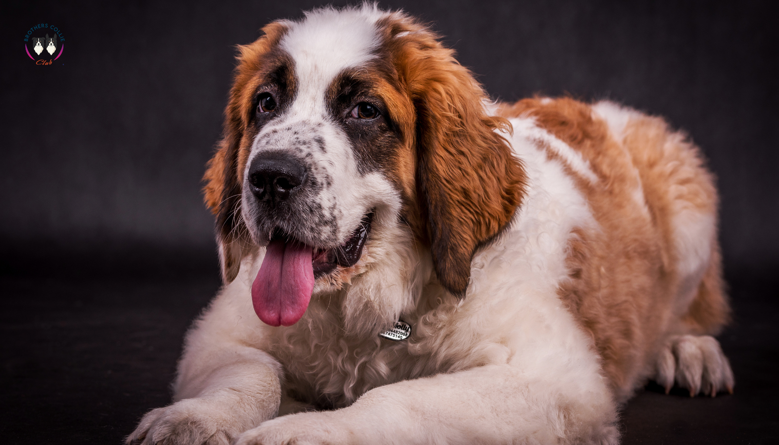 Señales Tempranas de la Displasia de Cadera en Perros Grandes