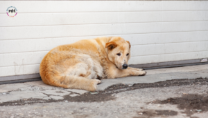 Perro mestizo callejero acostado solo en la calle – rescate animal y bienestar canino