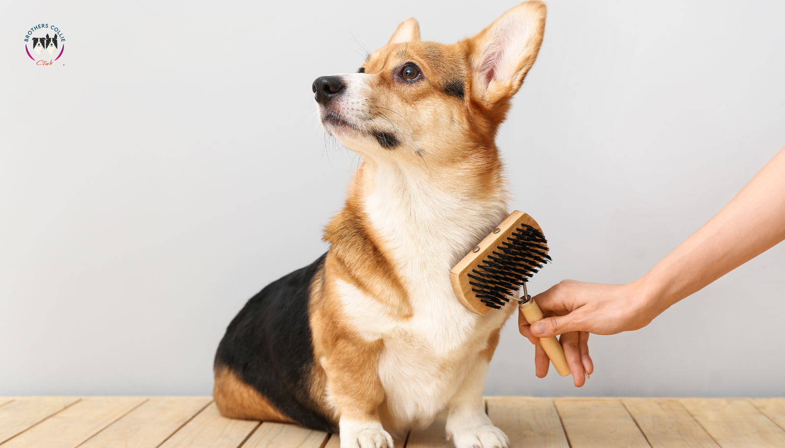 La importancia de bañar y cepillar a los perros