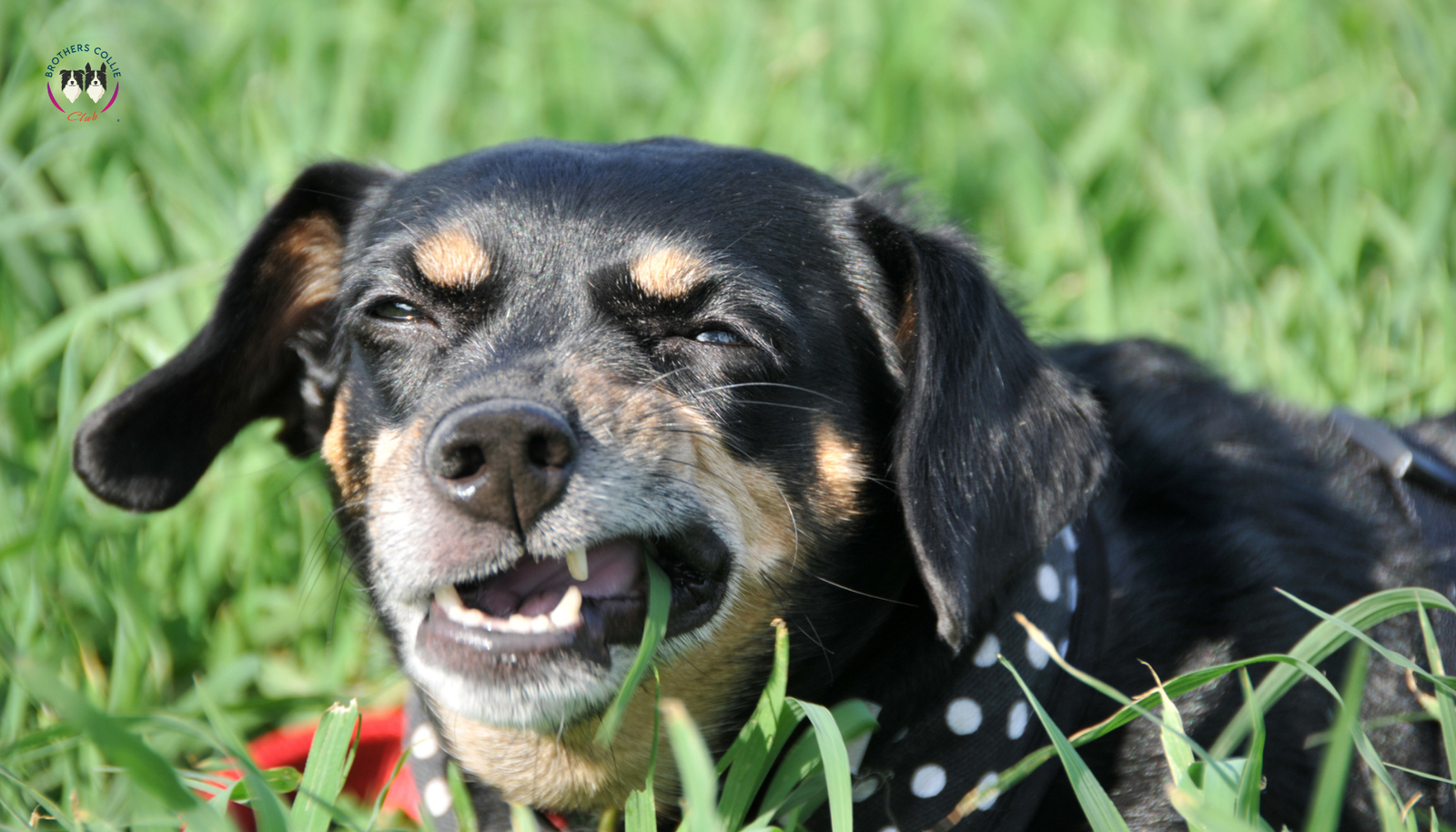 Perro Pinscher miniatura acostado en el pasto con ojos somnolientos – síntomas de intoxicación canina