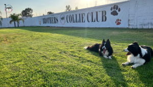 Dos Border Collies en el jardín frente al cartel de Brothers Collie Club – guardería en San Luis Potosí