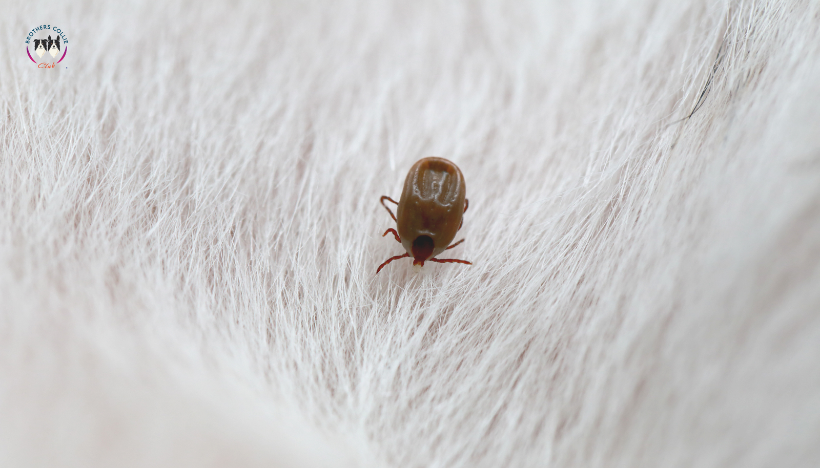 Prevención y Tratamiento de la Enfermedad de Lyme en Perros